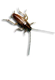 Тараканы: уничтожение тараканов в Москве